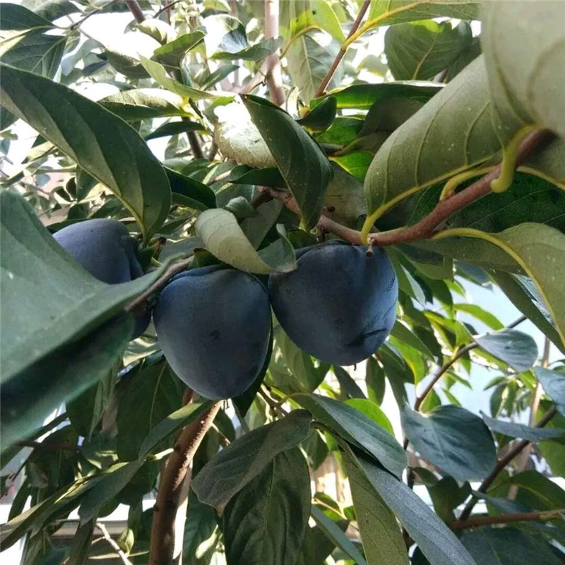 三公分太秋當(dāng)年掛果栽培介紹  繁育基地大秋甜柿子苗價(jià)格