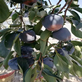 山東甜柿子樹(shù)苗栽培介紹三公分甜柿種植季節(jié)