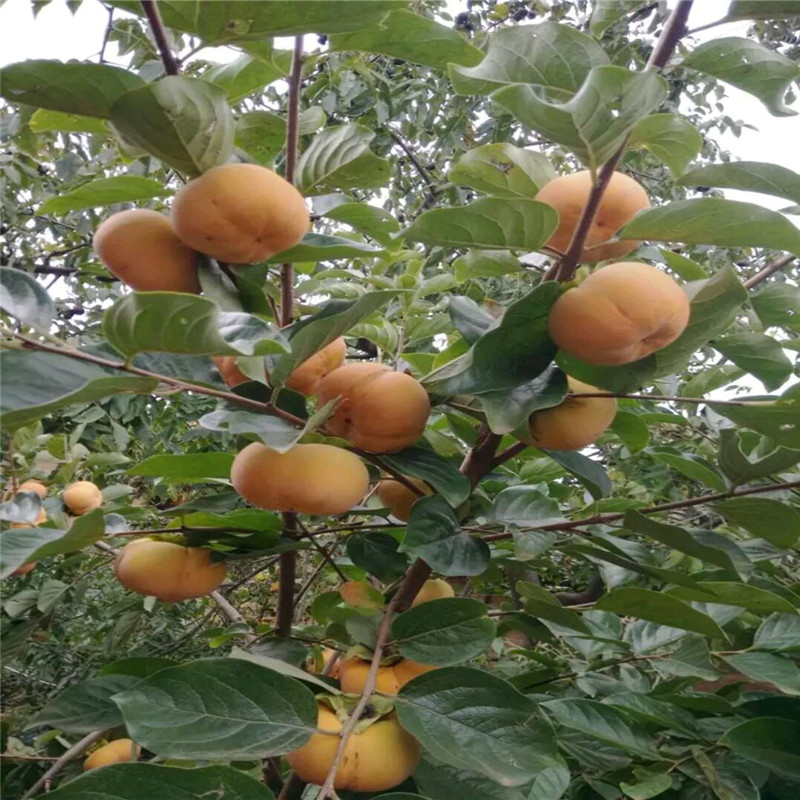 三公分青脆大秋柿子樹產(chǎn)品介紹  大量供應(yīng)品種三公分大秋柿子樹苗