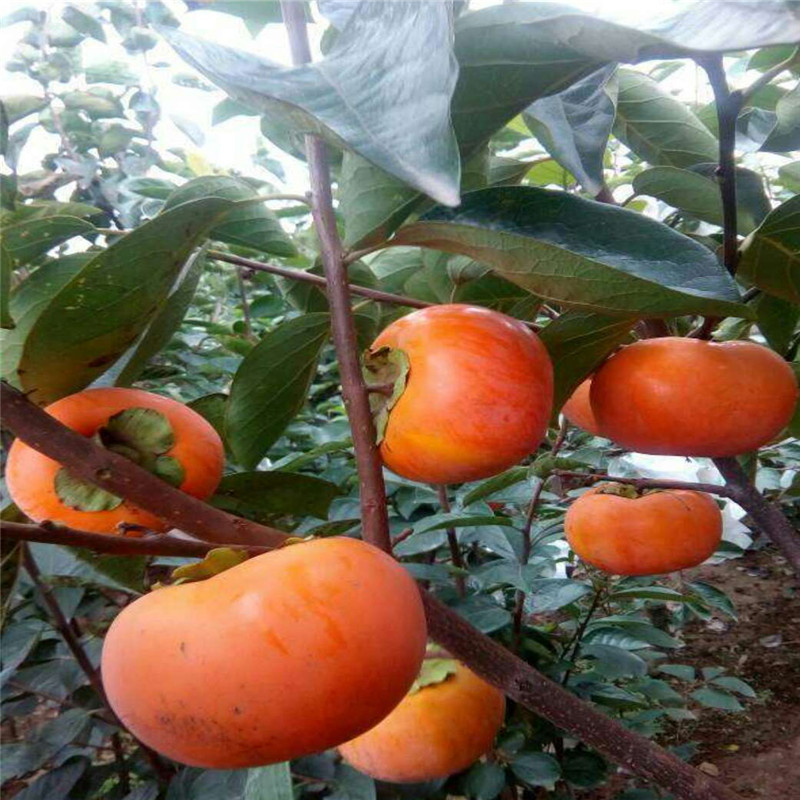 不用脫澀的柿子品種批發價格產地供應三公分柿子樹