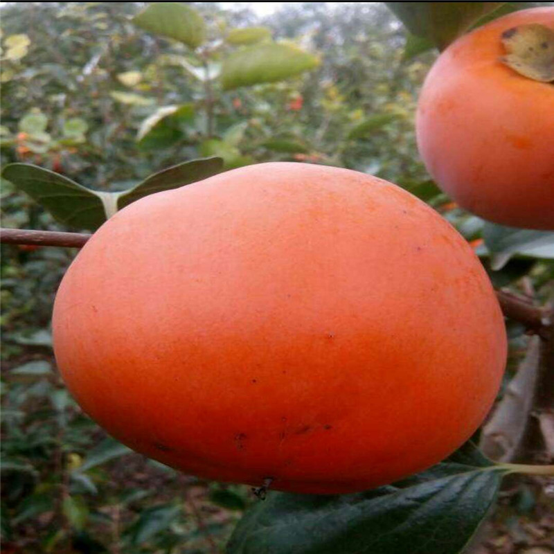 不用脫澀的柿子品種批發價格產地供應三公分柿子樹