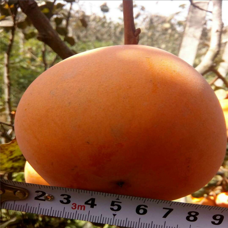 三公分青脆大秋柿子樹幾元一根  大秋甜柿育苗種植主產(chǎn)區(qū)