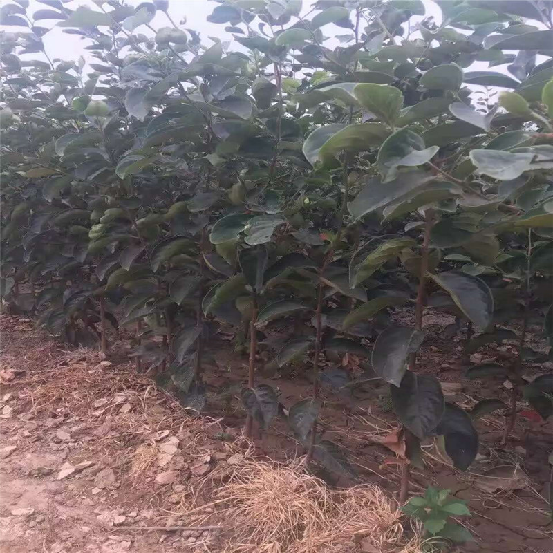 2020年三公分柿子樹嫁接成品苗  大秋甜柿育苗種植主產(chǎn)區(qū)
