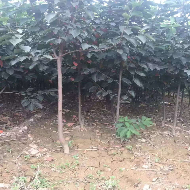 三公分青脆大秋柿子樹幾元一根  大秋甜柿育苗種植主產(chǎn)區(qū)