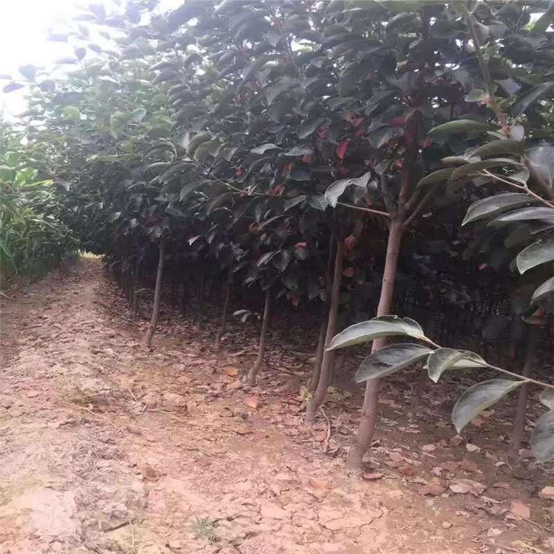 2020年三公分柿子樹嫁接成品苗  大秋甜柿育苗種植主產(chǎn)區(qū)