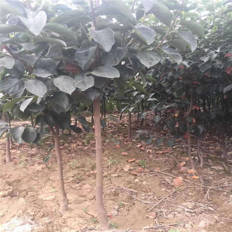 三公分青脆大秋柿子樹幾元一根  大秋甜柿育苗種植主產(chǎn)區(qū)