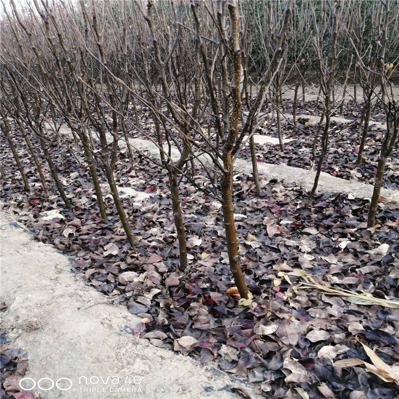 1公分梨树苗种植前景如何  口感好的红梨品种