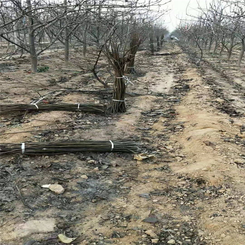 红皮梨树苗品种苗育苗基地  三公分全红梨苗