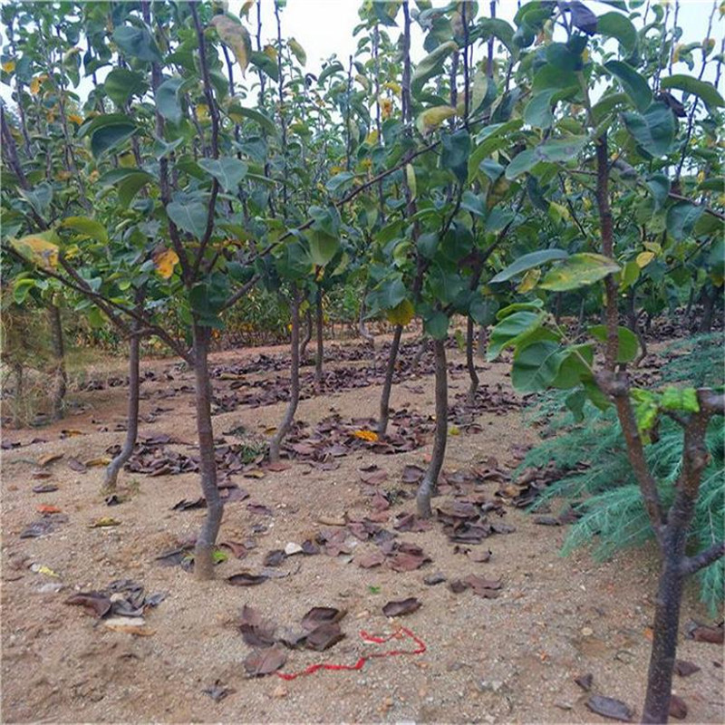 新紅梨樹苗育苗公司  口感好的紅梨品種