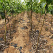 3公分梨树苗专业培育基地3公分红梨树苗图片
