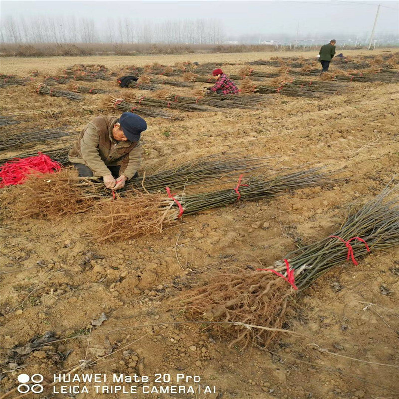 1公分梨树苗种植前景如何  口感好的红梨品种