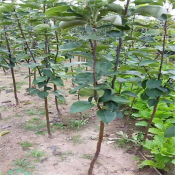 三公分晚秋梨樹苗果樹培育基地口感好的紅梨品種