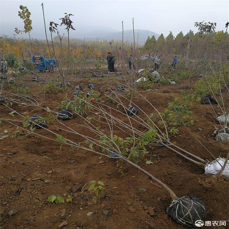 美早大櫻桃樹一根棍不合格就退貨 一根棍大櫻桃成熟期