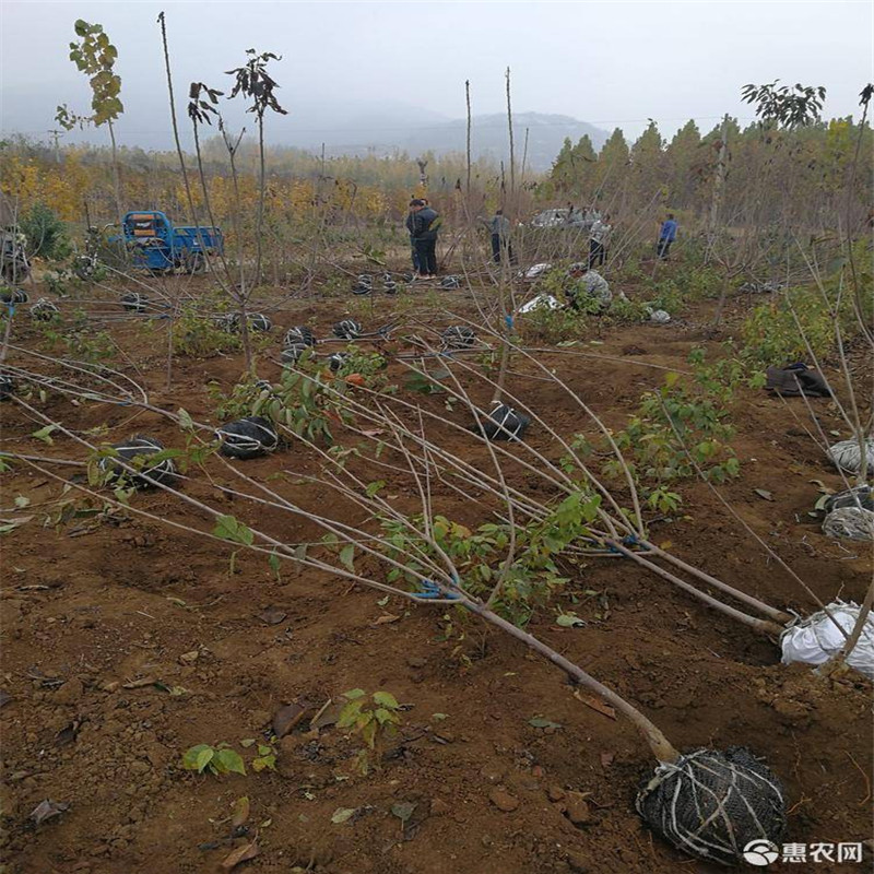 美早大樱桃树一根棍不合格就退货 一根棍大樱桃成熟期