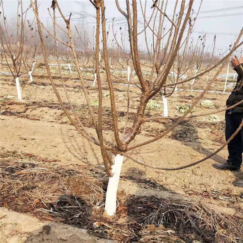 一根棍吉塞拉大樱桃树不合格就退货 一根棍大樱桃成熟期