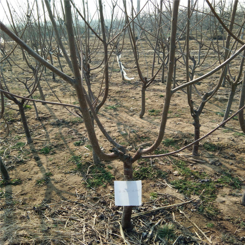 柱状美早大樱桃树种植技术 一根棍大樱桃成熟期
