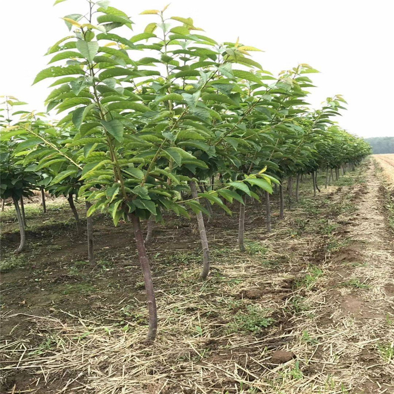 主干型密植樱桃树苗诚信商家假一罚十一根棍大樱桃树苗种植技术