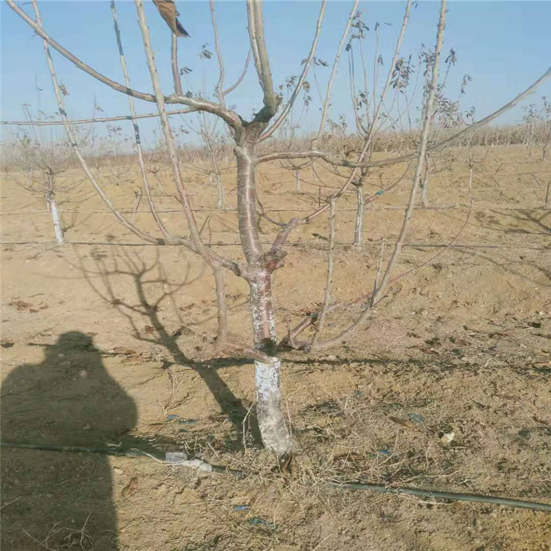 一根棍吉塞拉大樱桃树提高产量方法 一根棍大樱桃成熟期