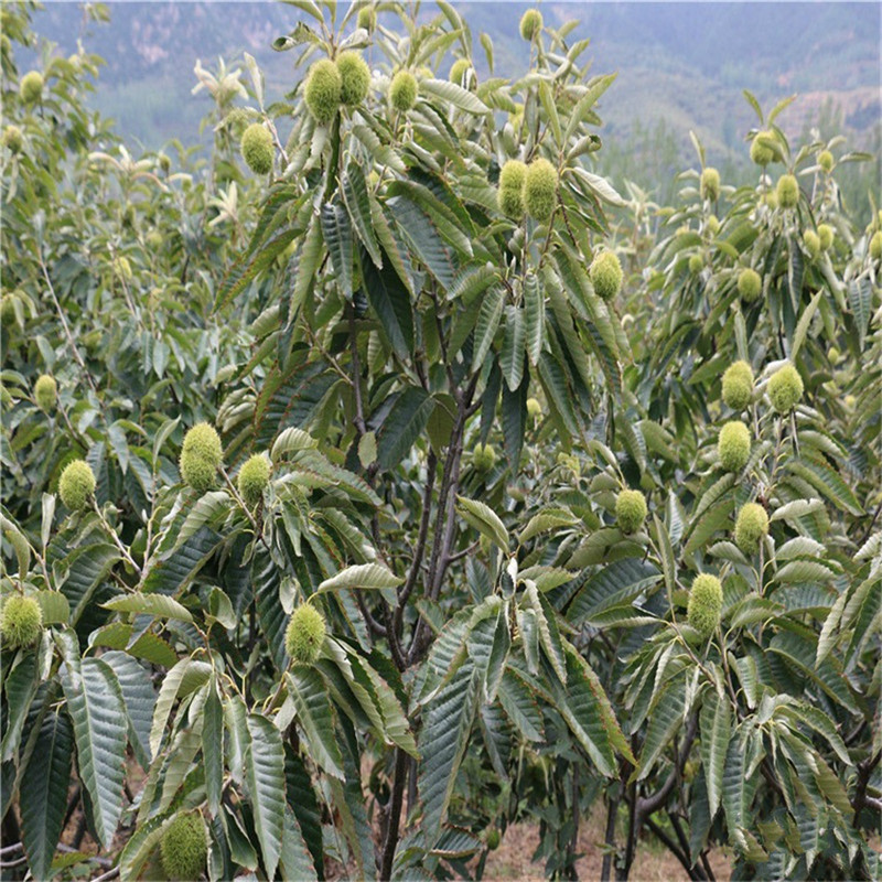 双7的板栗苗育苗基地 板栗苗种植技术