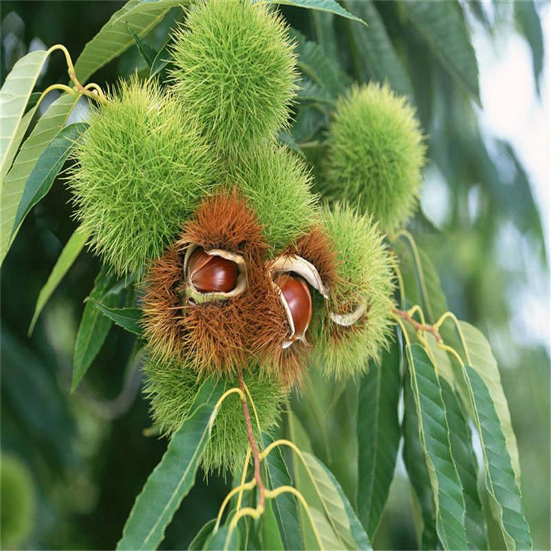 山地种植板栗苗基地 板栗苗种植技术