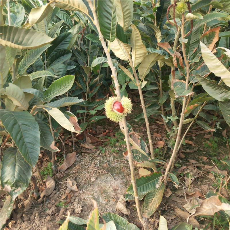 2公分板栗苗种植介绍 培育板栗苗