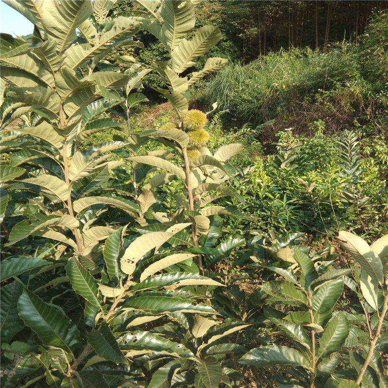 双6的板栗苗基地 板栗苗种植技术