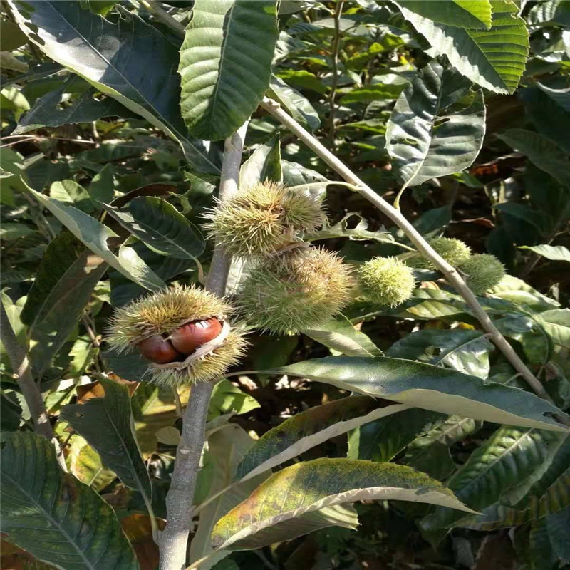 2公分板栗苗诚信经营板栗苗种植技术