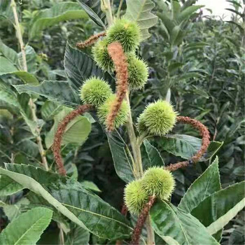 雙8的板栗苗根系發(fā)達(dá)板栗苗種植技術(shù)