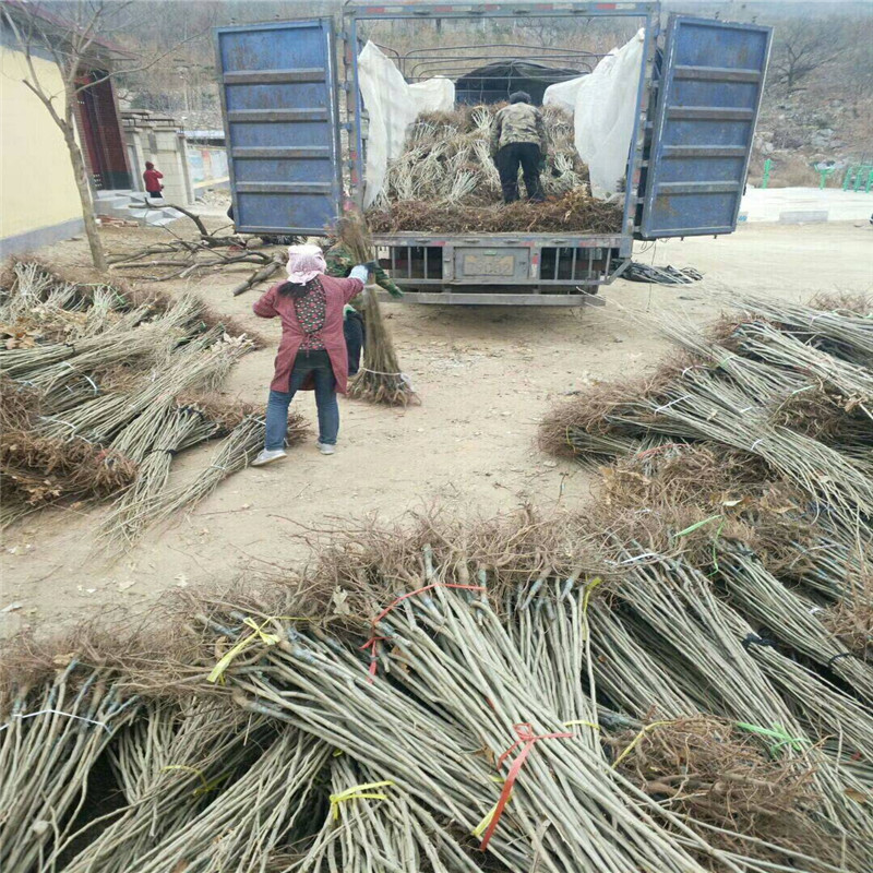 2年板栗苗几月种植 板栗苗批发价格