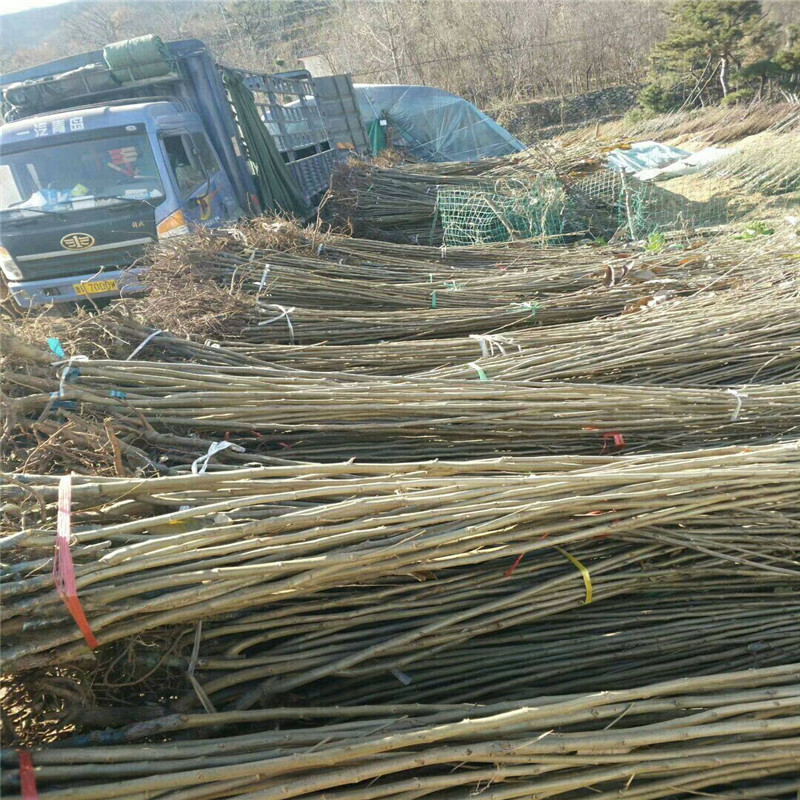 双7的板栗苗育苗基地 板栗苗种植技术