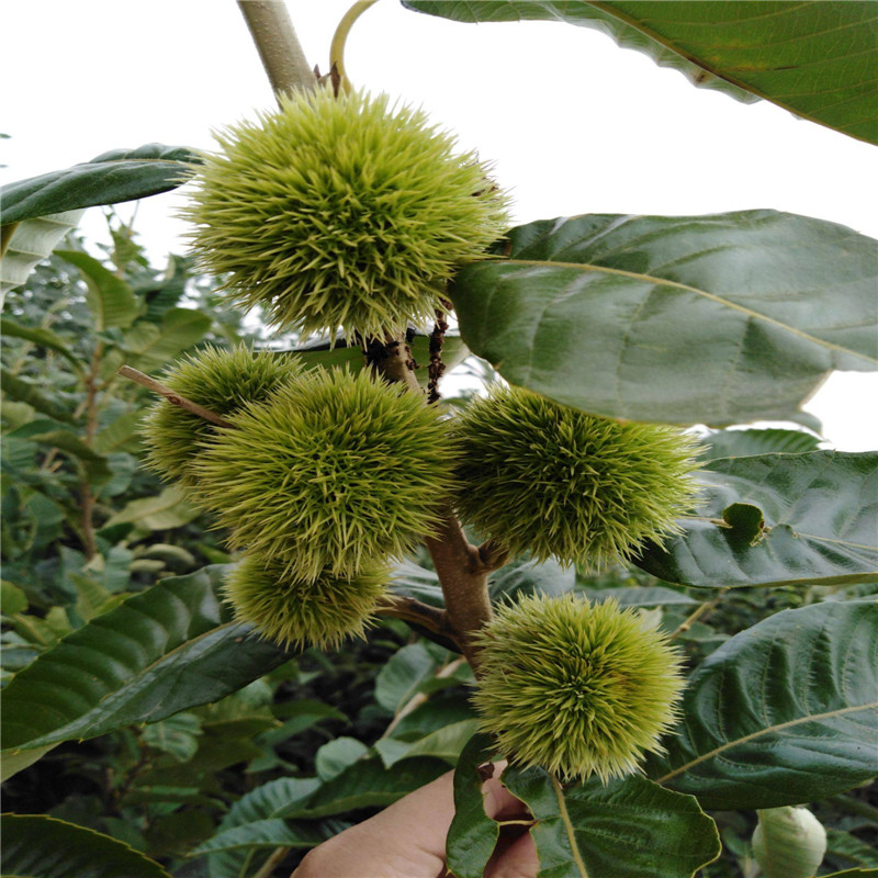 山地种植板栗苗基地 板栗苗种植技术