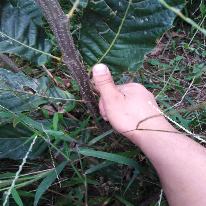 耐旱的板栗苗品种品种介绍 板栗苗培育基地