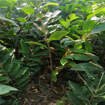 雙1的板栗苗誠信經(jīng)營板栗苗種植技術(shù)