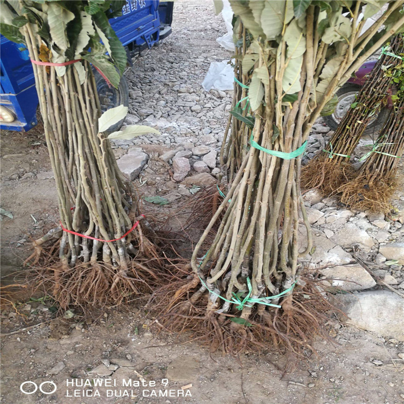 雙8的板栗苗品種介紹 板栗1年苗價格