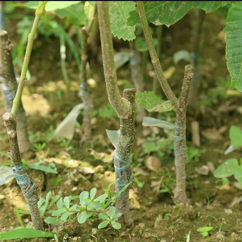 山地种植板栗苗2019年价格 板栗苗培育基地