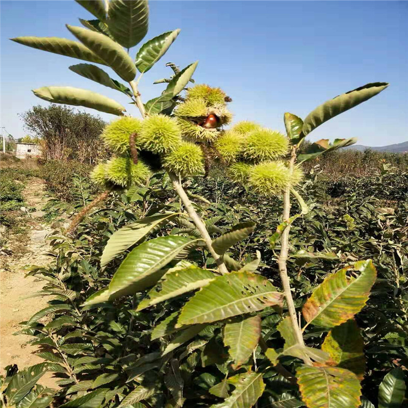 山地种植板栗苗基地 板栗苗种植技术