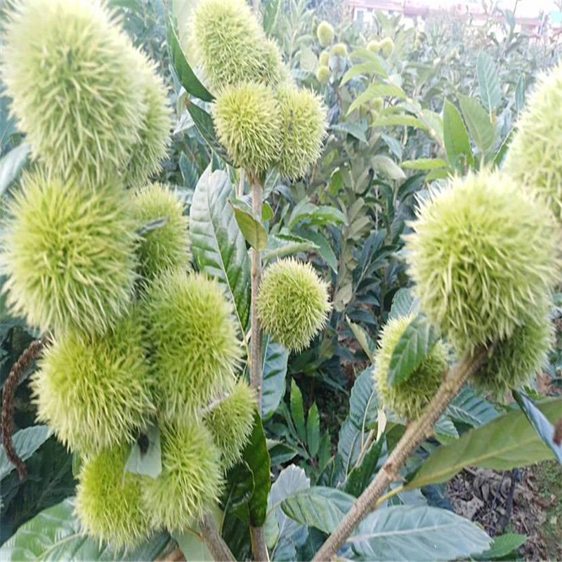 北集坡板栗苗2020年價(jià)格 嫁接板栗苗批發(fā)