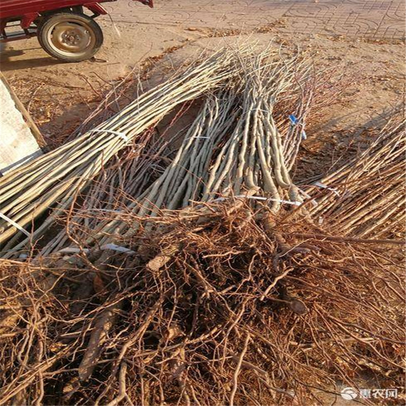 双6的板栗苗基地 板栗苗种植技术