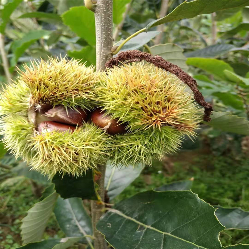 2公分板栗苗诚信经营板栗苗种植技术