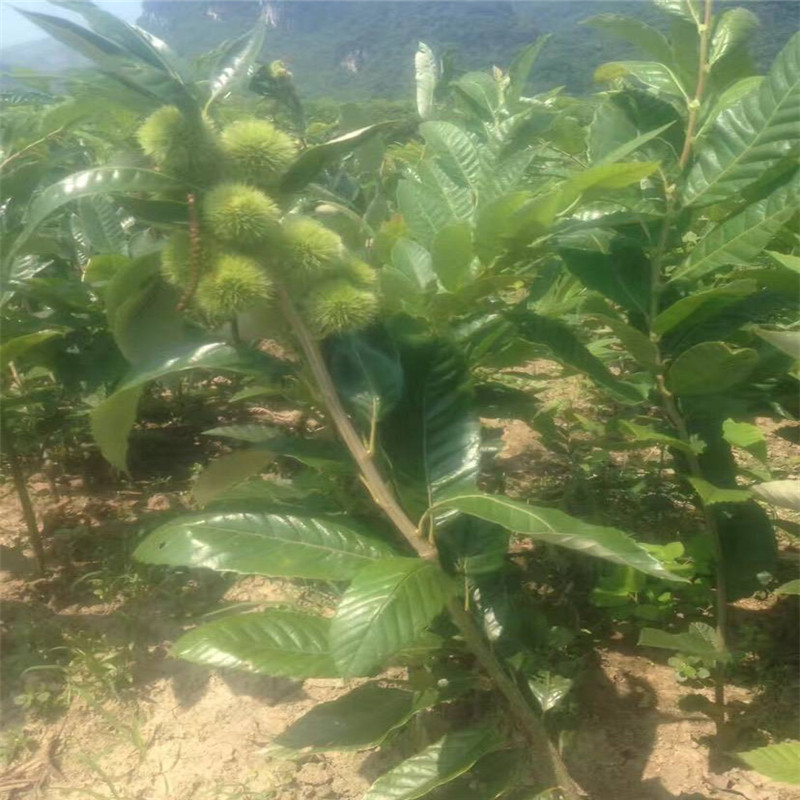 山地种植板栗苗基地 板栗苗种植技术