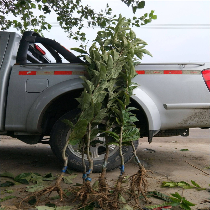 1米高的板栗苗品种介绍 板栗苗产地批发