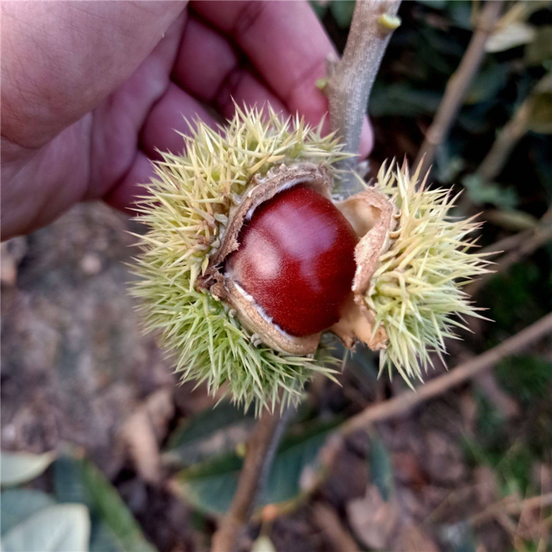 山地种植板栗苗根系发达 板栗苗种植技术