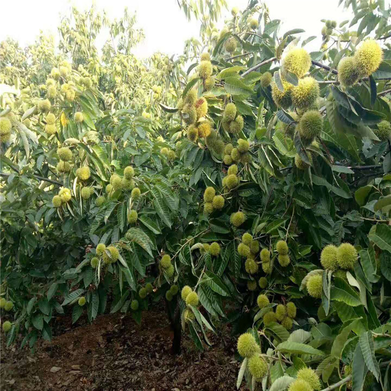 山地種植板栗苗大型育苗場 板栗小苗批發(fā)