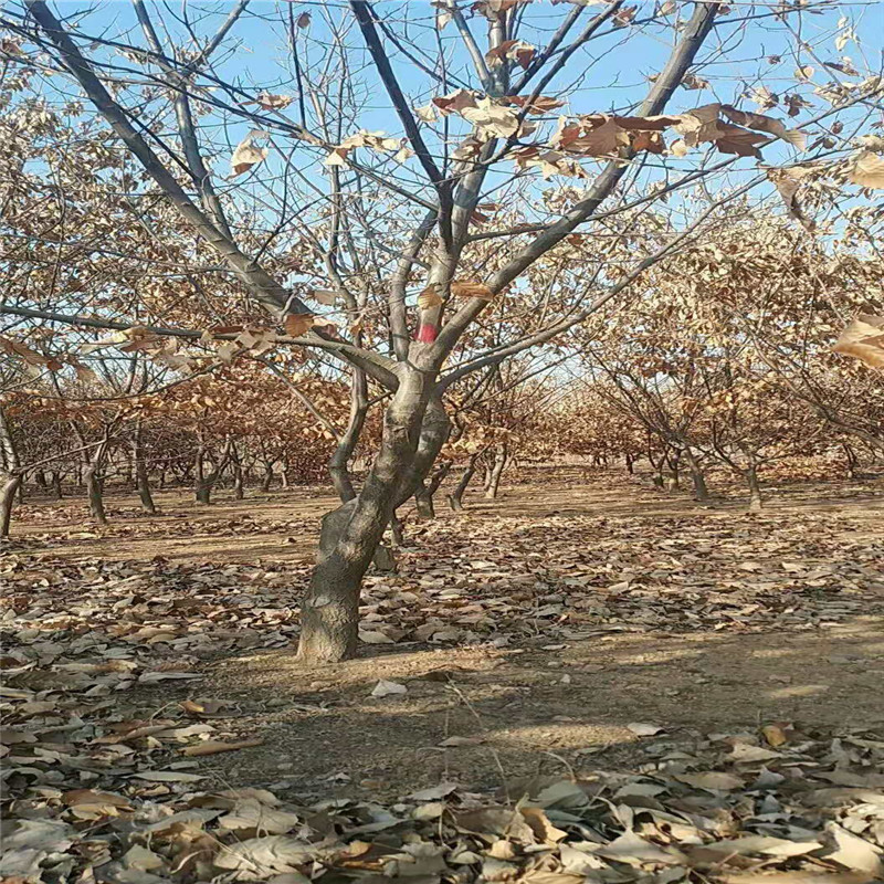 雙5的板栗苗苗木粗壯 板栗嫁接苗品種