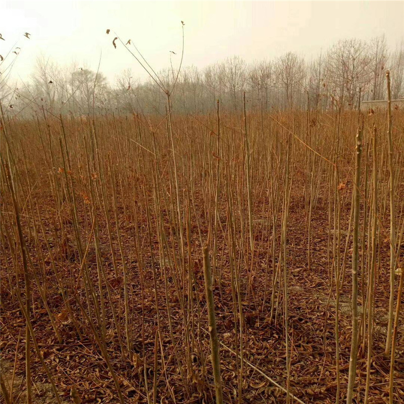 矮化香椿树苗育苗基地1公分香椿树苗价格