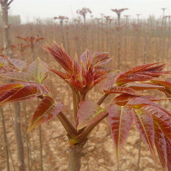 矮化香椿根生苗种植技术三公分香椿树苗批发