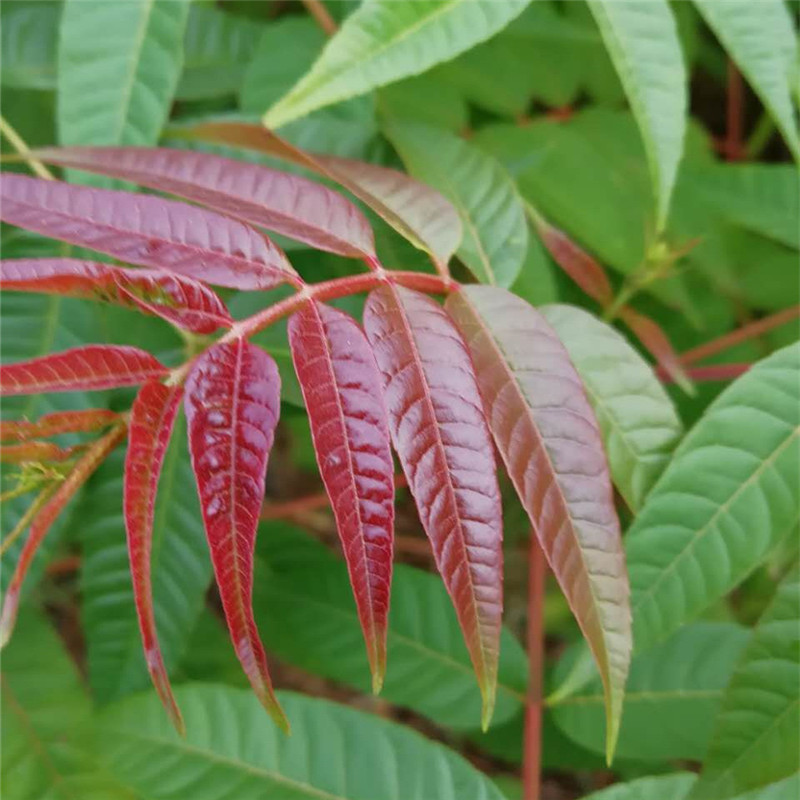 矮化香椿根生苗种植技术三公分香椿树苗批发