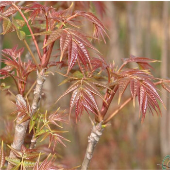 1公分矮化大棚香椿苗种植技术介绍1公分香椿树苗价格