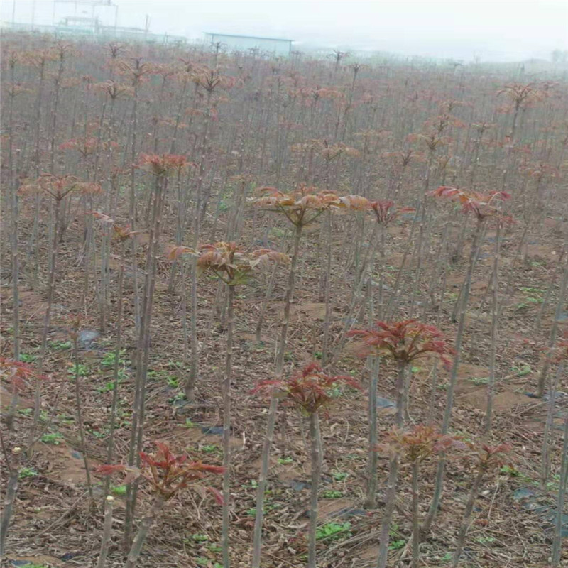 反季矮化节香椿苗今年行情三公分香椿树苗批发