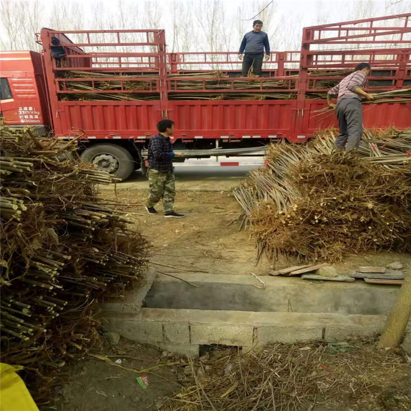 反季矮化节香椿苗今年行情三公分香椿树苗批发